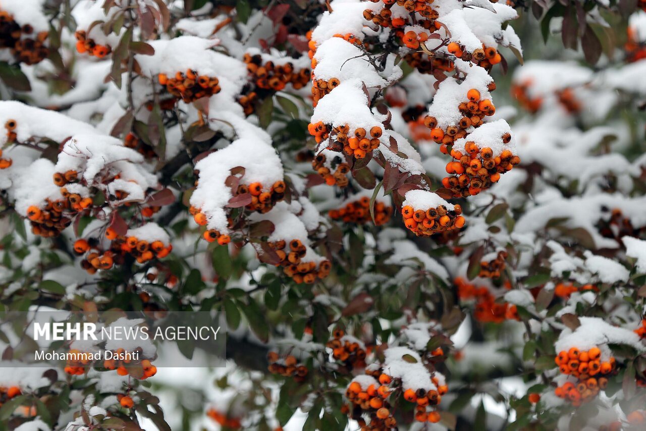 بارش برف در خانه زنیان شیراز