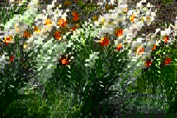 برگزاری هشتمین جشنواره گل نرگس کازرون