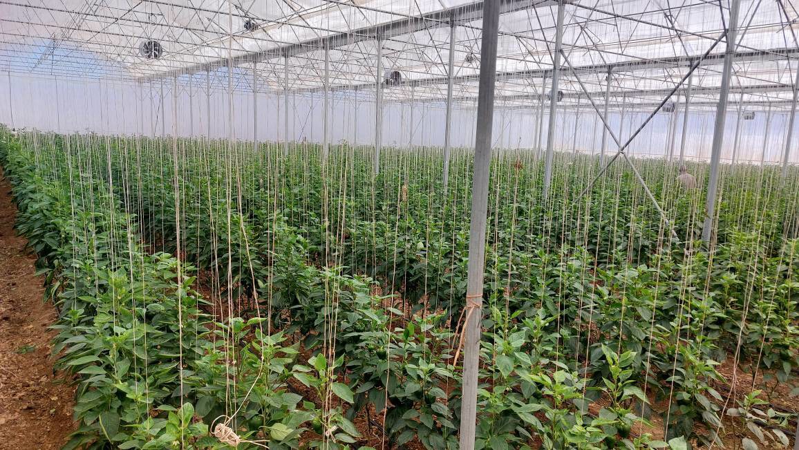 افتتاح گلخانه تولید فلفل دلمه‌ای در آباده