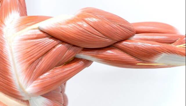 آغاز تحلیل عضلانی از ۳۰ سالگی؛ نسخه‌ای برای حفظ عضلات بدن