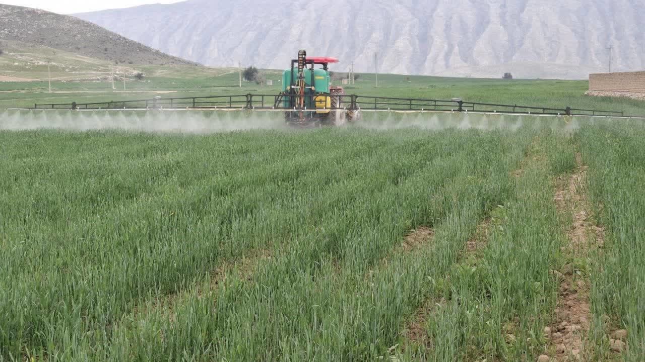 رشد سریع علف‌های هرز در مزارع گندم و جو کازرون؛ کشاورزان به موقع اقدام کنند