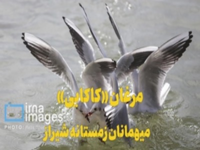 مهمان‌های سپیدپوش سیبری در شیراز؛ رقص «کاکایی‌ها» بر فراز نهر اعظم