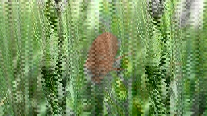 عملیات مبارزه با آفت سن غلات در مزارع فارس آغاز شد