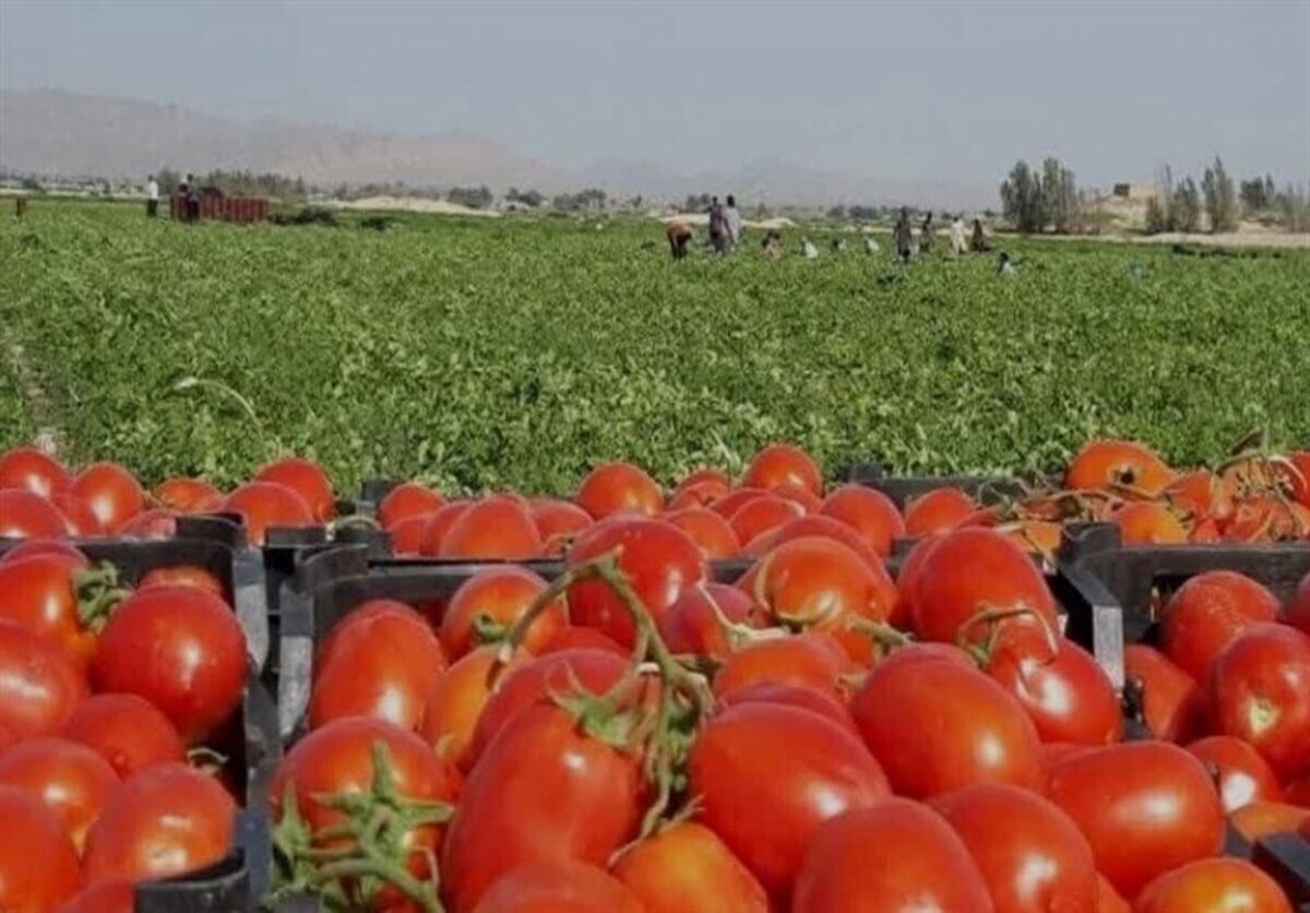 برداشت و صادرات گوجه فرنگی شهرستان مهر