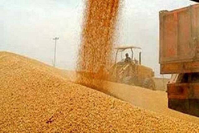 مدیر تعاون روستایی فارس: روند خرید گندم باید با شفافیت و سرعت مطلوب انجام شود