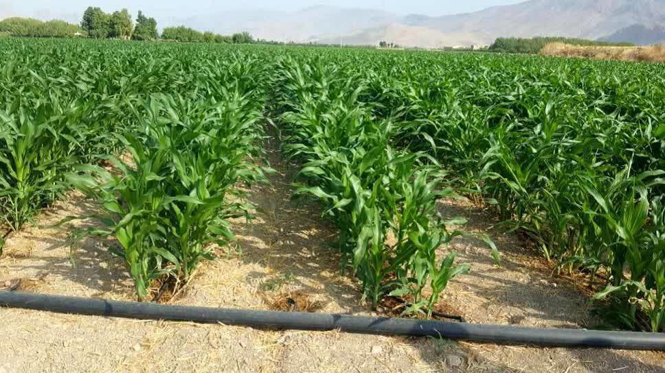 کشت ذرت در ۷۰۰ هکتار مزارع استهبان