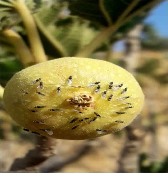 پیام فارس