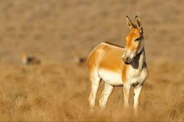 آغاز فصل زایش گور آسیایی در پارک ملی قطرویه فارس