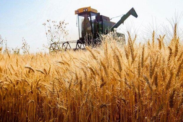 افزایش ۱۶ درصدی خرید گندم در فارس