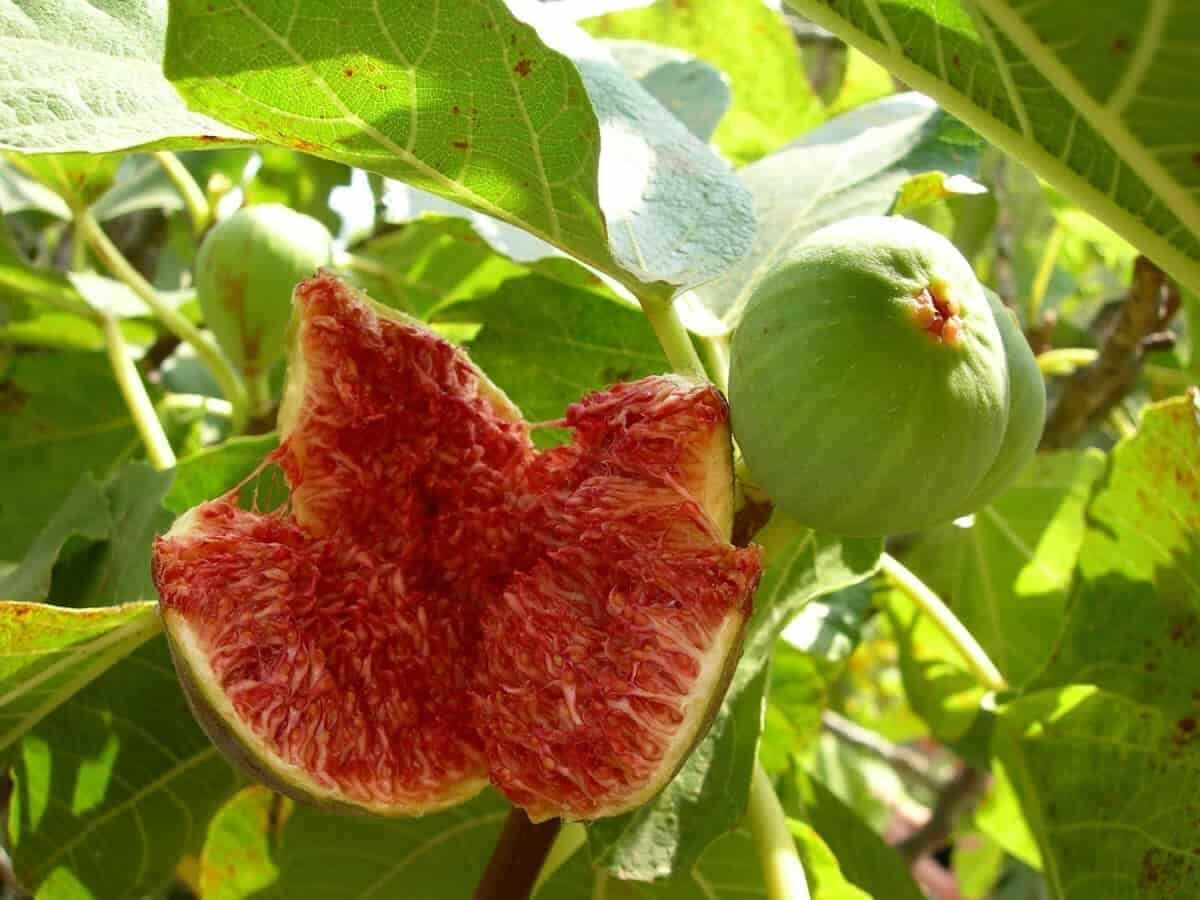 پیام فارس