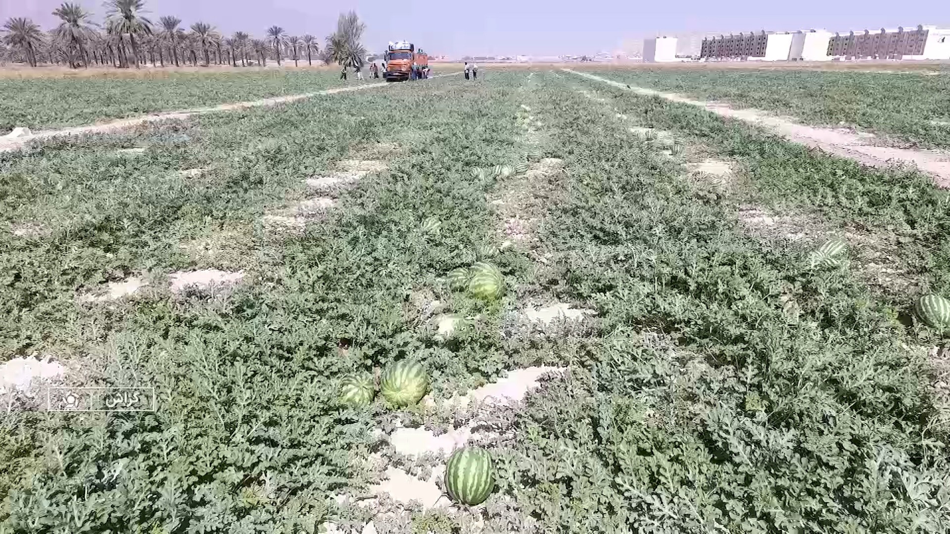 پیش بینی برداشت ۵۰ هزار تن انواع صیفی جات در گراش