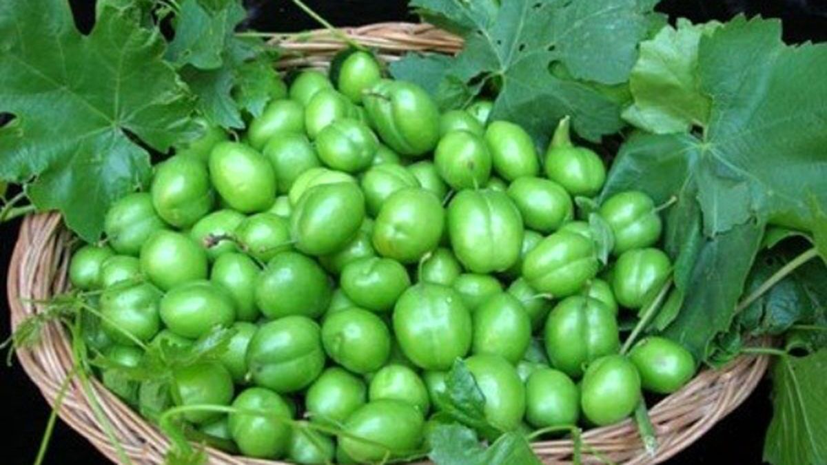 پیام فارس