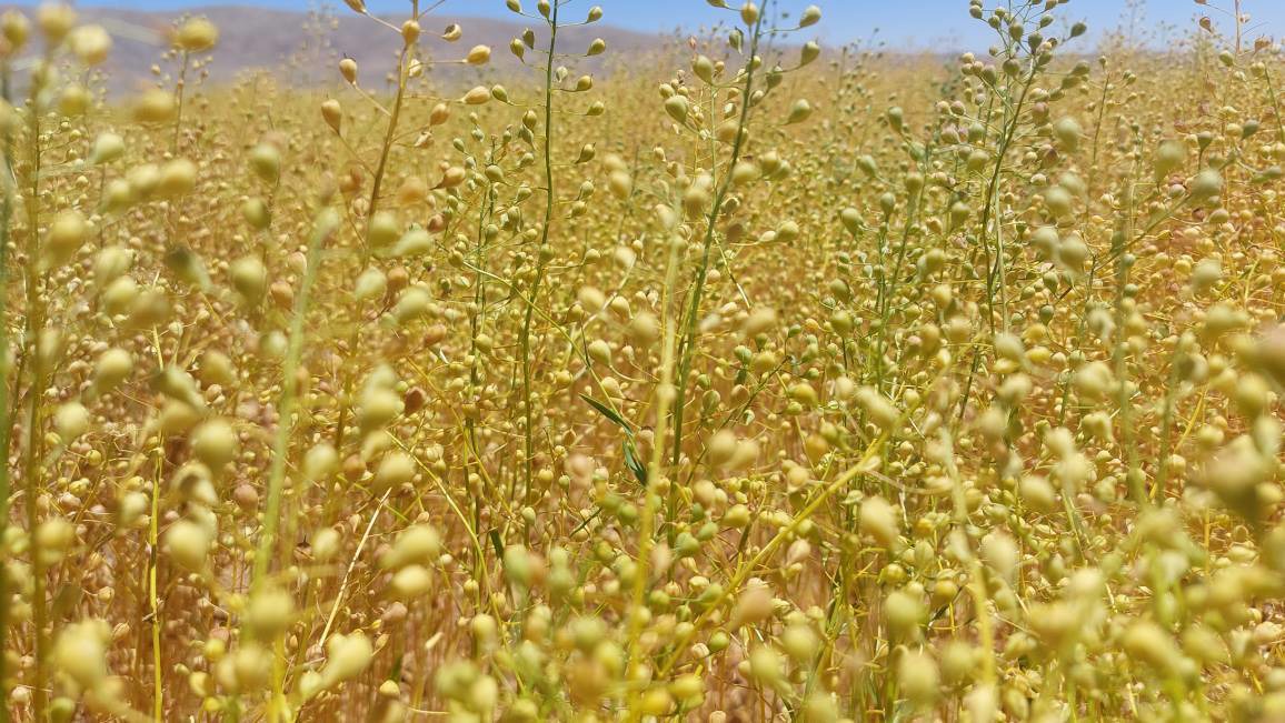 برداشت دانه کاملینا از زمین‌های کشاورزی آباده