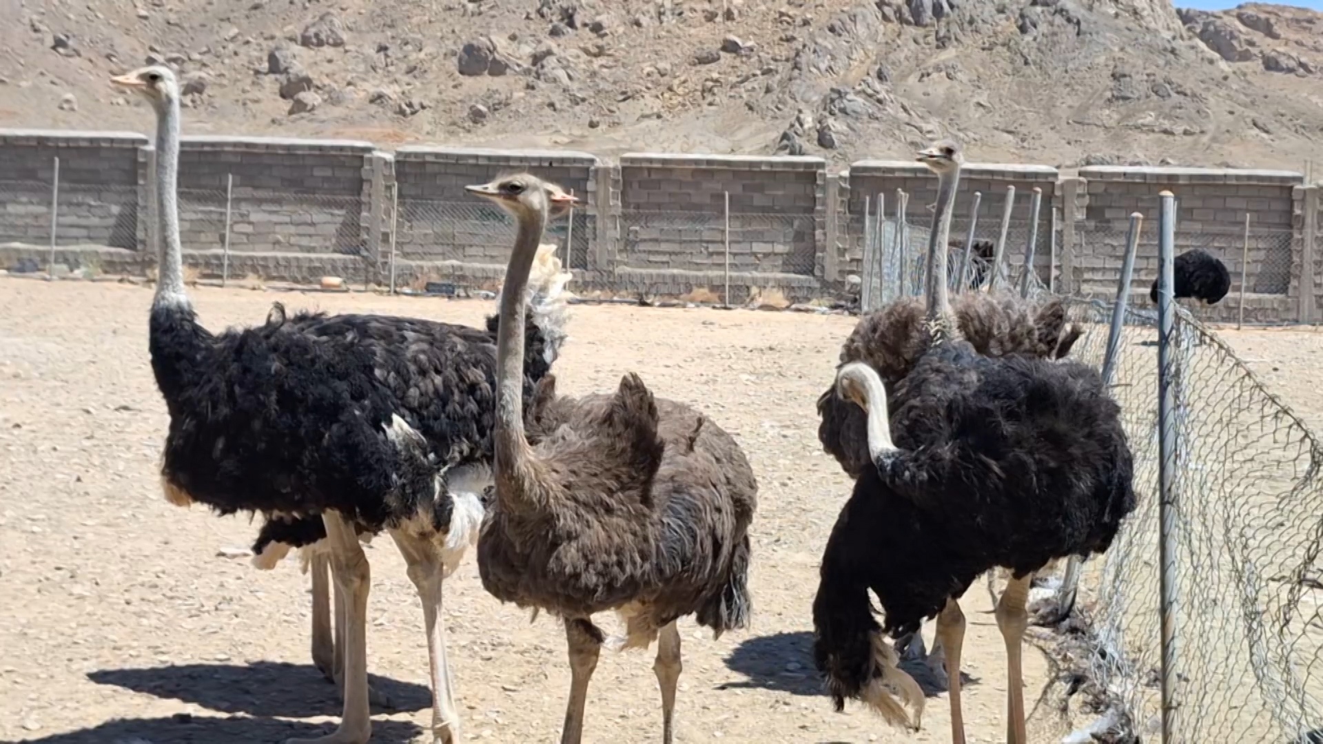 پیام فارس