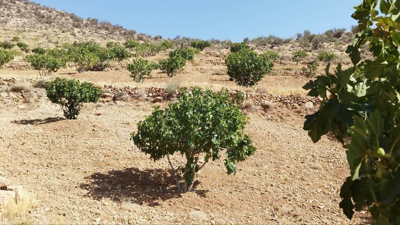 پیام فارس