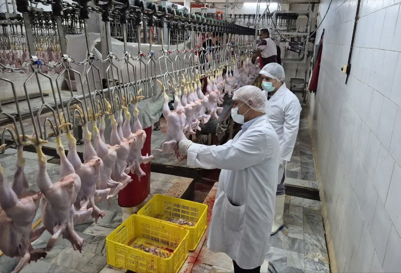 خرید حمایتی گوشت مرغ برای تنظیم بازار در فارس