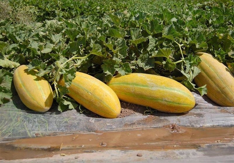 پیش بینی برداشت ۲۵۰۰ تن خربزه از مزارع زرین دشت