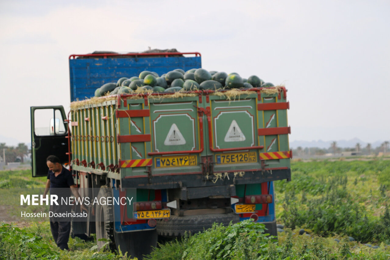 ارسال هندوانه از فیروزآباد برای پذیرایی از زائران رهبر شهید در تهران
