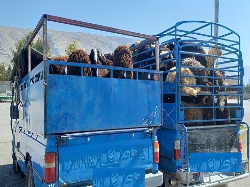 کشف ۸۲ راس دام سبک قاچاق در ممسنی