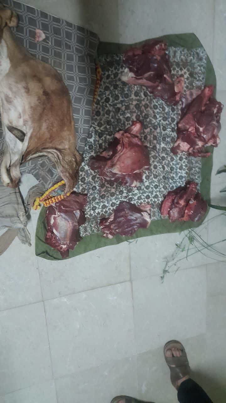 دستگیری شکارچیان پازن وحشی در اقلید