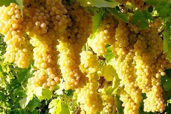 برداشت انگور از ۵۲۰ هکتار باغ‌های دَوان کازرون