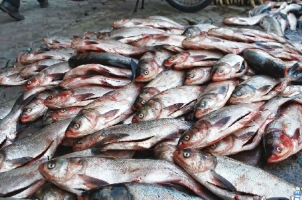 تلف شدن آبزیان رودخانه مسقان شیراز