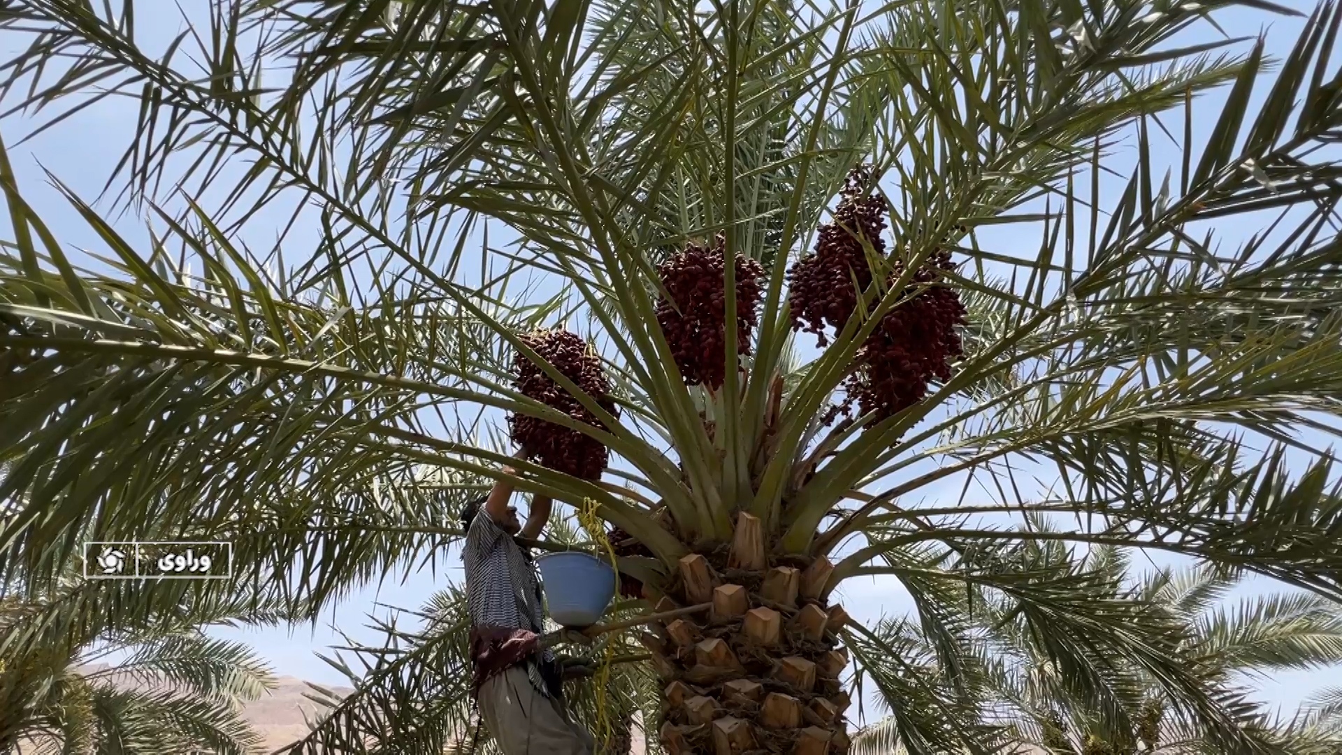 پیام فارس