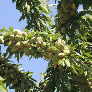 بادام درختی داراب در راه بازار های داخلی