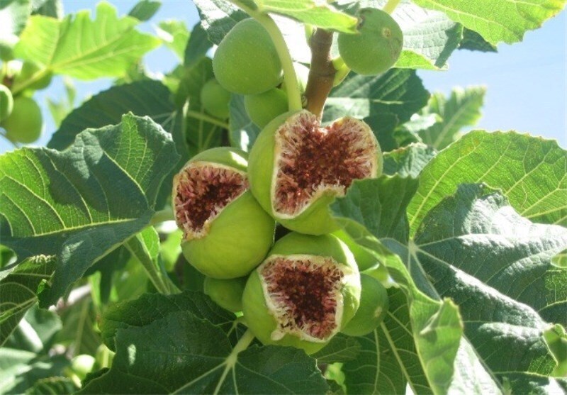 پیام فارس