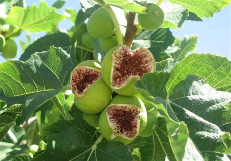 آغاز برداشت انجیر از دیم‌زارهای داراب