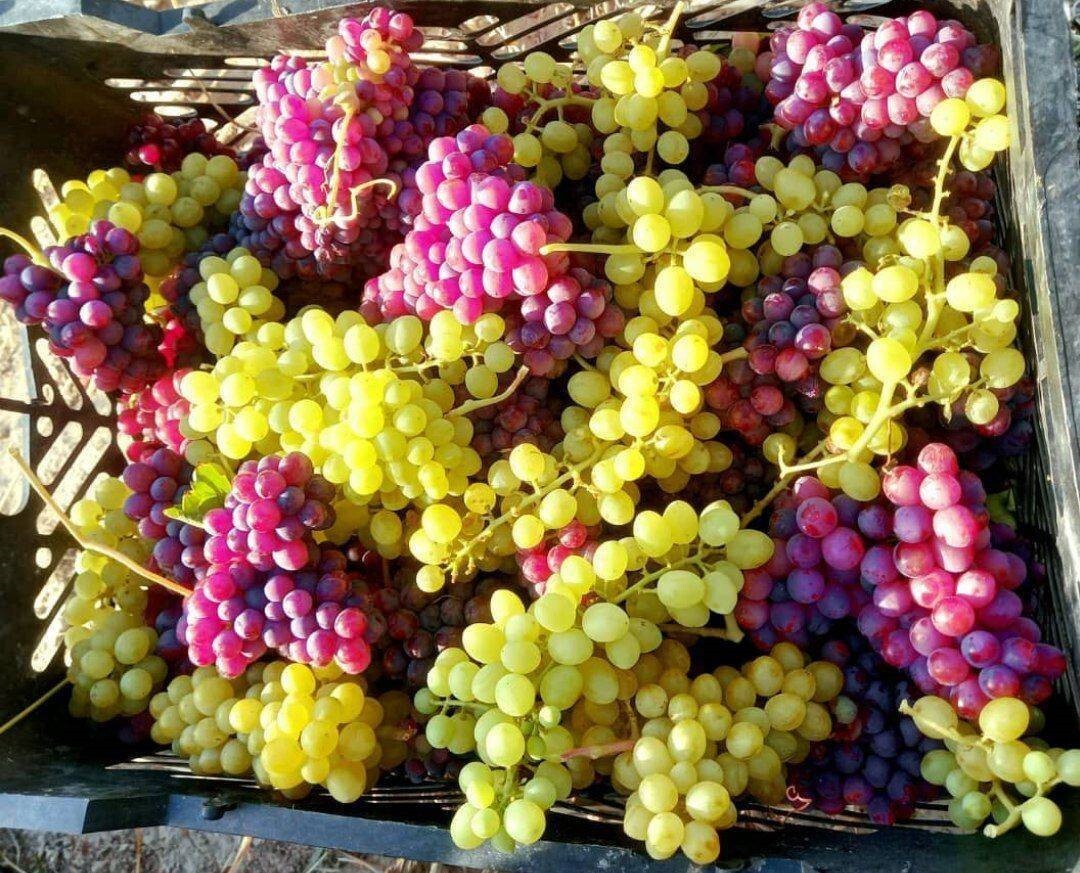 پیام فارس