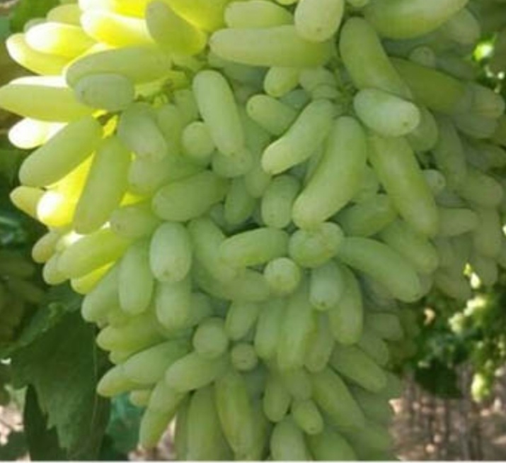 پیام فارس