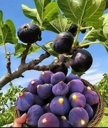 پیام فارس