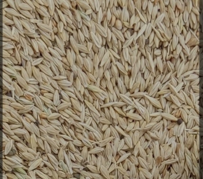 برداشت بیش از ۱۶ هزار تن جو از مزارع آباده در شمال فارس