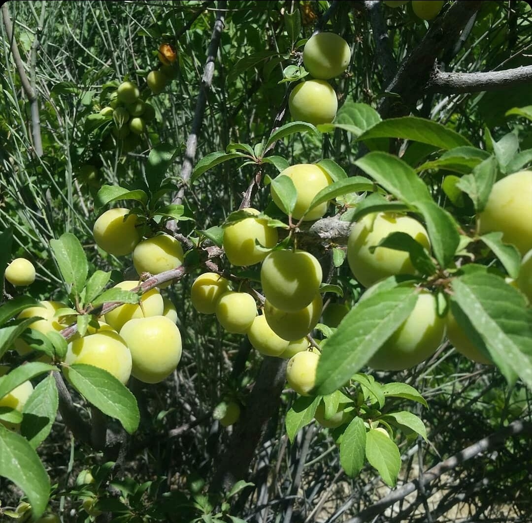 پیام فارس