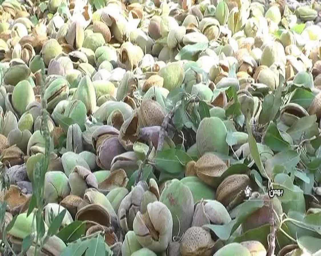 برداشت بادام از ۵۰۰ هکتار باغ‌های شهر بهمن شهرستان آباده