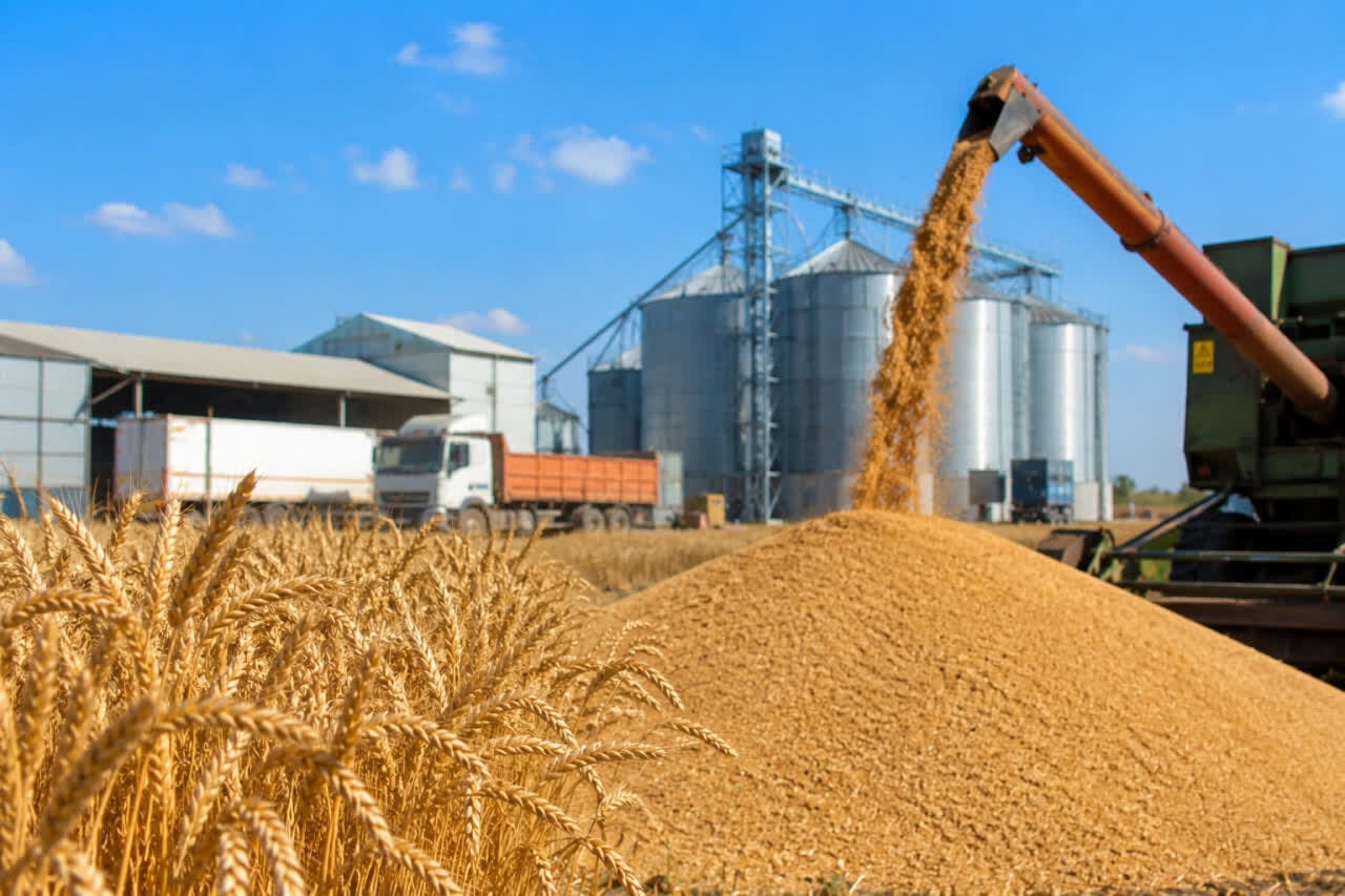 فارس رتبه سوم تولید گندم کشور را کسب کرد