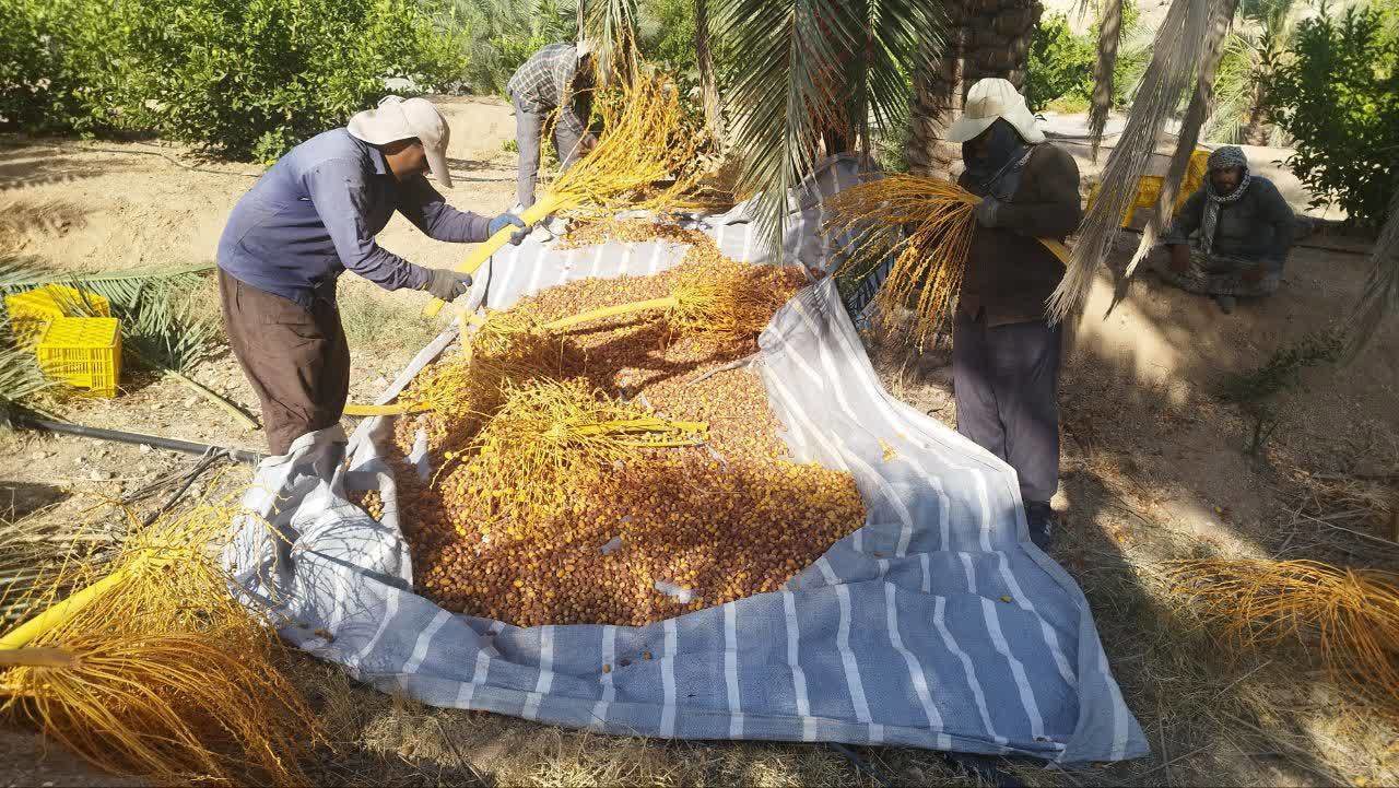 پیش بینی برداشت بیش از ۵ هزار تن خرما در شهرستان مُهر