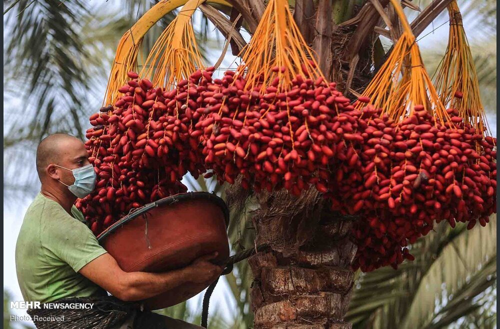 برداشت بیش از ۵ هزار تُن خرما از نخلستان‌های شهرستان مهر