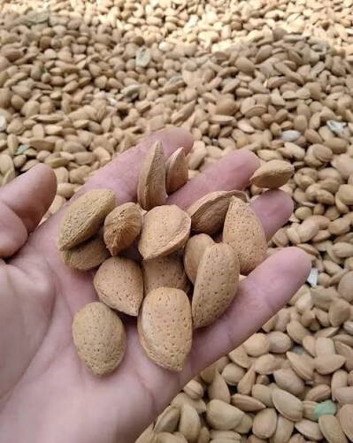 پیام فارس