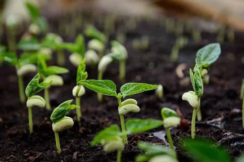 کشت لوبیا چشم‌بلبلی در اراضی قیروکارزین