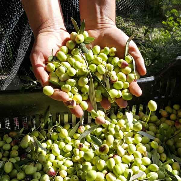 پیام فارس