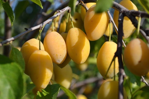 پیام فارس