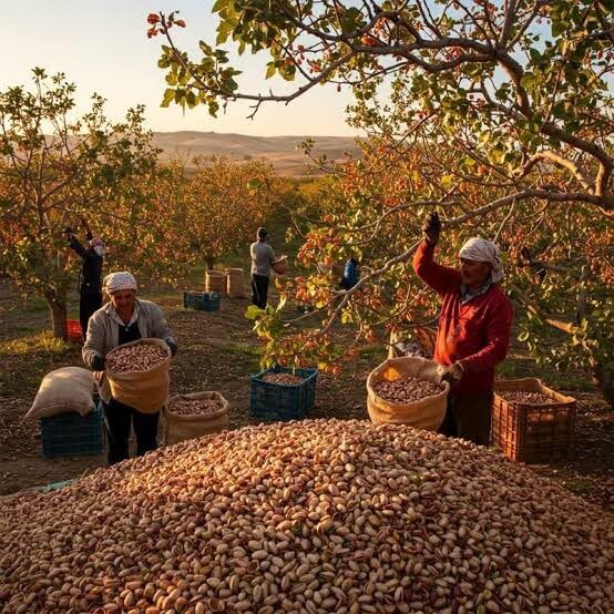 آغاز فصل برداشت پسته در شرق فارس