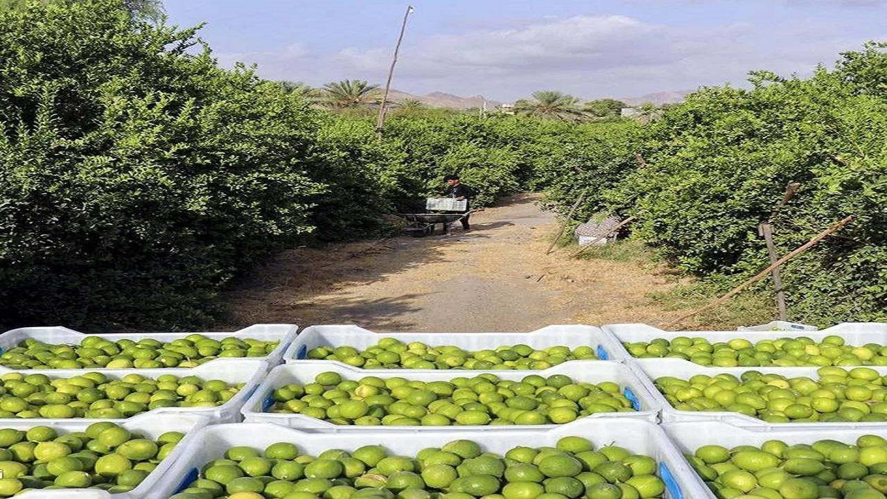 برداشت لیموترش از ۳۵۰ هکتار باغ‌های شهرستان خُنج