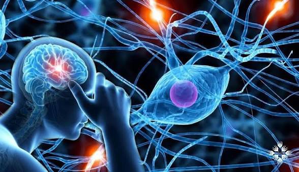 آیا انسان ها از نظر عصبی با هم تفاوت دارند؟