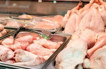 تولید بیش از ۸۷ هزار تن گوشت مرغ در استان فارس در نیمه نخست امسال