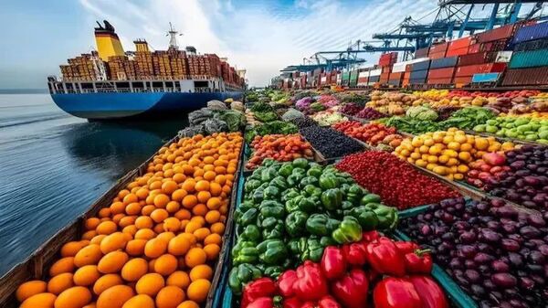 صیفی جات فارس در راه بازار‌های جهانی