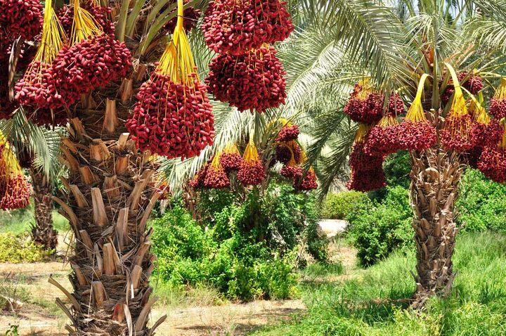 پیام فارس