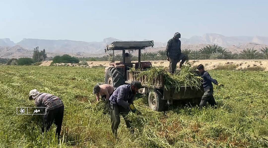 آغاز برداشت کنجد در شهرستان مهر فارس